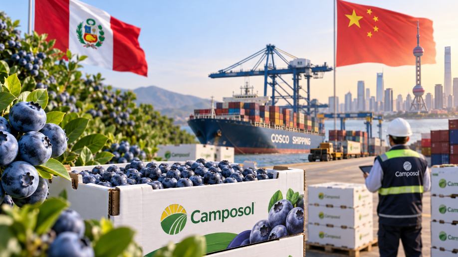 Camposol refuerza su apuesta por China y aumenta sus envíos de arándanos Revista Industria Alimentaria Camposol refuerza su apuesta por China y aumenta sus envíos de arándanos Revista Industria Alimentaria